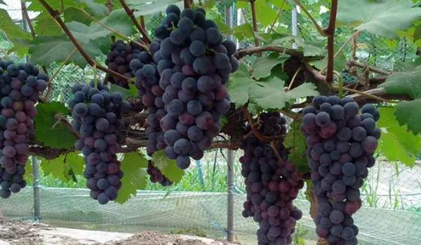 夏黑葡萄有哪些營養價值(含有大量的果酸等成分有助于消化)